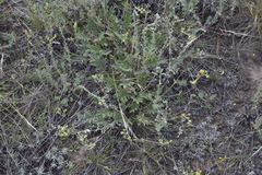 Potentilla hippiana