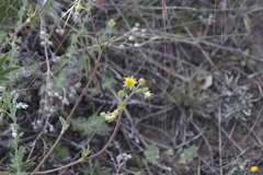 Potentilla hippiana