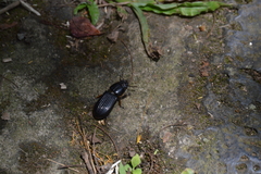 Odontotaenius