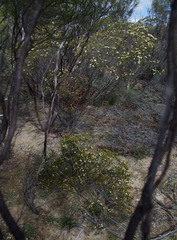 Phebalium tuberculosum