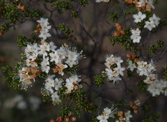 Phebalium tuberculosum