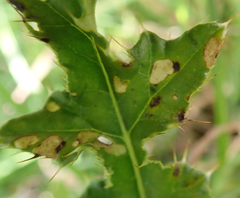 Coleophora peribenanderi