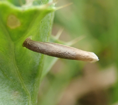 Coleophora peribenanderi