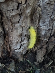 Acronicta americana