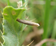Coleophora peribenanderi