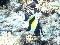 Zanclus cornutus
