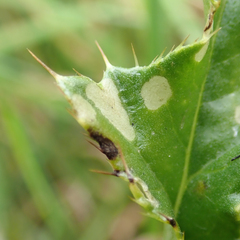 Coleophora peribenanderi
