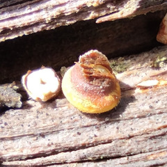 Cyptotrama chrysopepla