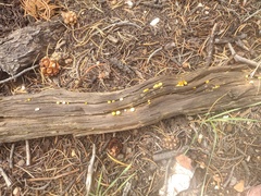 Cyptotrama chrysopepla