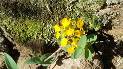 Gaudichaudia cynanchoides