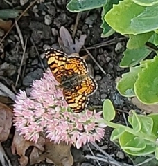 Phyciodes pulchella
