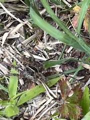 Tigrosa georgicola