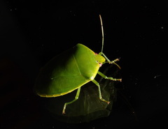 Glaucias amyoti