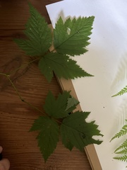 Acer glabrum