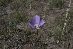 Calochortus macrocarpus