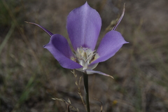 Calochortus macrocarpus