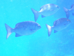 Kyphosus cinerascens