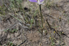 Calochortus macrocarpus