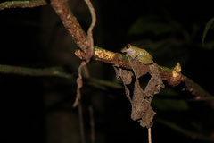 Pristimantis cruentus