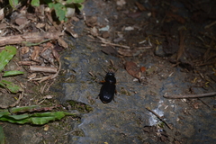 Odontotaenius