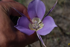 Calochortus macrocarpus