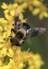 Eristalis flavipes