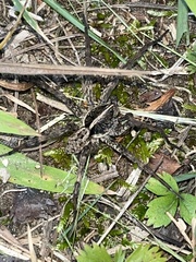 Tigrosa georgicola