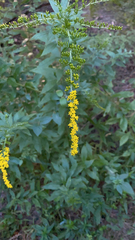 Solidago ulmifolia