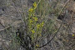 Orthocarpus luteus