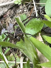 Tigrosa georgicola