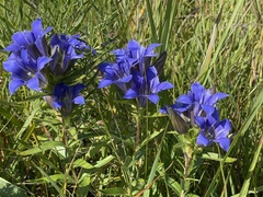 Gentiana puberulenta