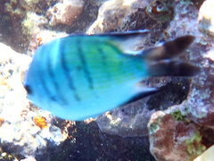 Abudefduf whitleyi
