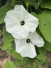 Ipomoea scopulorum