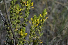 Orthocarpus luteus