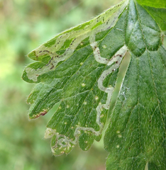 Phytomyza ranunculi