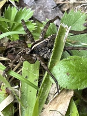 Tigrosa georgicola