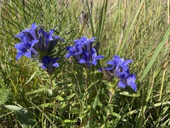 Gentiana puberulenta