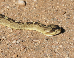 Crotalus molossus