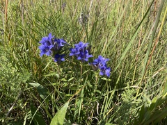 Gentiana puberulenta