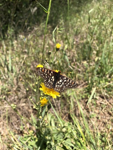 iNaturalist observation photo of Variable Checkerspot