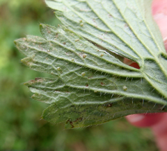 Phytomyza ranunculi