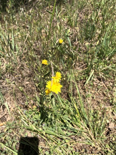iNaturalist observation photo of Beaked Hawksbeard