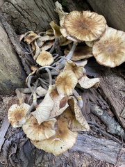 Desarmillaria tabescens