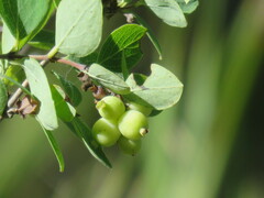 Symphoricarpos occidentalis
