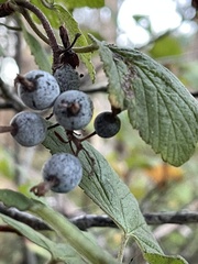 Ribes bracteosum