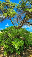 Heliotropium arboreum