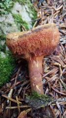 Chalciporus