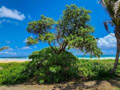 Heliotropium arboreum