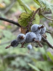 Ribes bracteosum