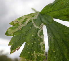 Phytomyza ranunculi